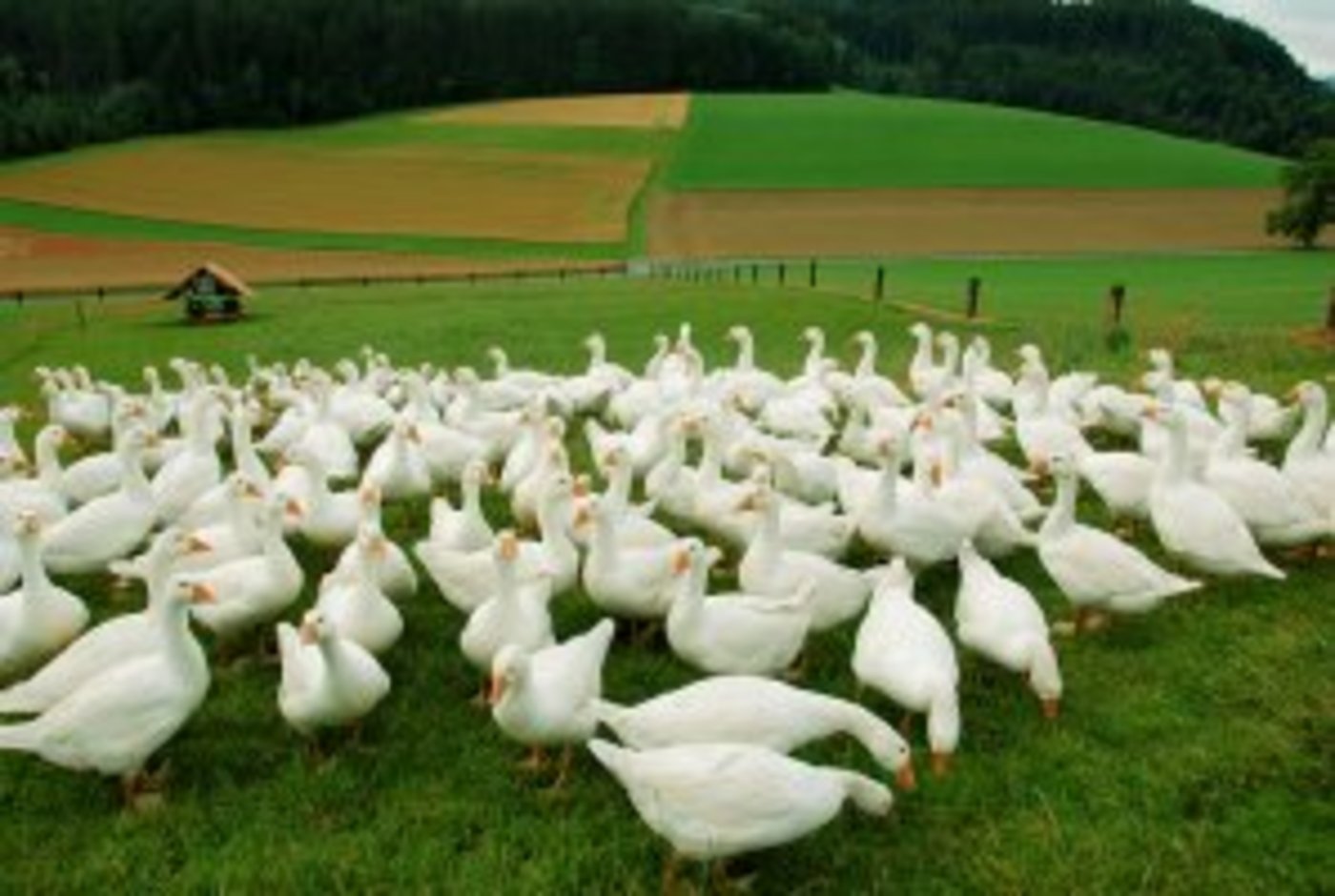 Weidegänse sind bei Konsumenten beliebt. (Bild Weidegans.ch)