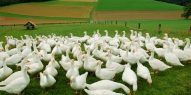 Weidegänse sind bei Konsumenten beliebt. (Bild Weidegans.ch)