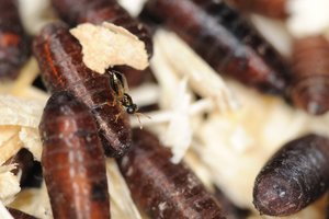 Stallhygiene: Fliegenbekämpfung starten bevor es zu spät ist Im Frühjahr eingesetzt, können Schlupfwespen die lästigen Stallfliegen nachhaltig reduzieren, indem sie die Puppen des Schädlings parasitieren. (Bild Andermatt BioVet)