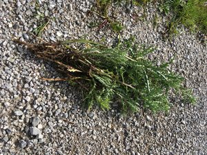 Unkrautbekämpfung: «Distel ist nicht gleich Distel» Im ersten Jahr keimt die Pflanze und bildet eine einfache Wurzel, dann kann sie noch relativ einfach ausgezogen werden. Im zweiten Jahr bildet die Ackerkratzdistel unterirdische Ausläufer und es entstehen mit der Zeit die typischen Nester. (Bilder Joel Brülhart)