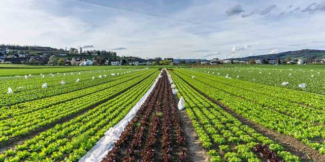 Der Verband der Schweizer Früchte-, Gemüse und Kartoffelhändler empfiehlt, die Fair-Food-Initiative und Ernährungssouveränitäts-Initiative abzulehnen. (Bild Christian Wohler/landwirtschaft.ch)