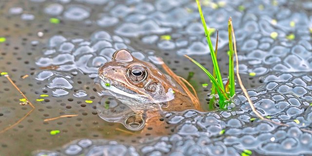 An ihrem grossen Trommelfell, das grösser als ihre Augen ist, kann man Grasfrösche am einfachsten erkennen. Es liegt seitlich am Kopf und ist auf dem Bild als bräunlich-grauer Fleck sichtbar. Ohrmuscheln haben Frösche keine.