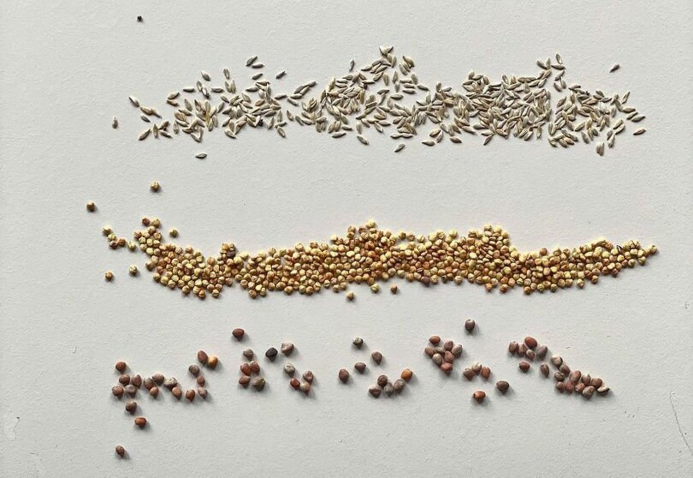 Salate und Gemüse wie Pflücksalat, Nüsslisalat oder Radisli können auch im August noch gesät werden.