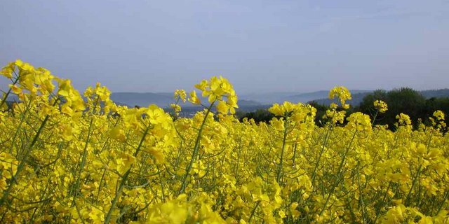 Wichtige Kultur für die Schweizer Landwirtschaft: Raps. (Bild zVg)
