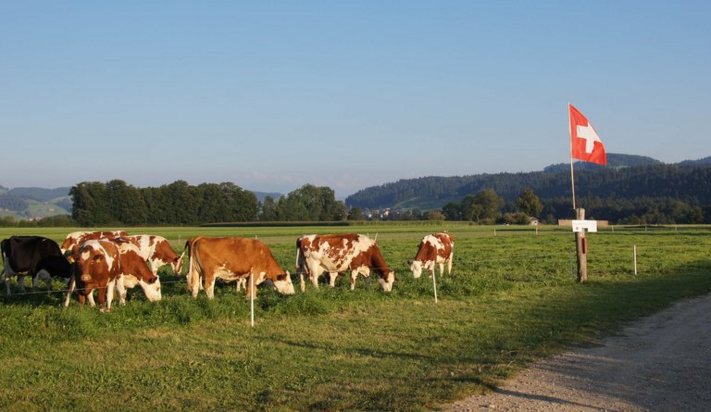 Für nachhaltig produzierte Milch nach Standard der Branchenorganisation Milch (BOM) soll es künftig 2 Rappen mehr pro Liter geben. (Symbolbild ji)