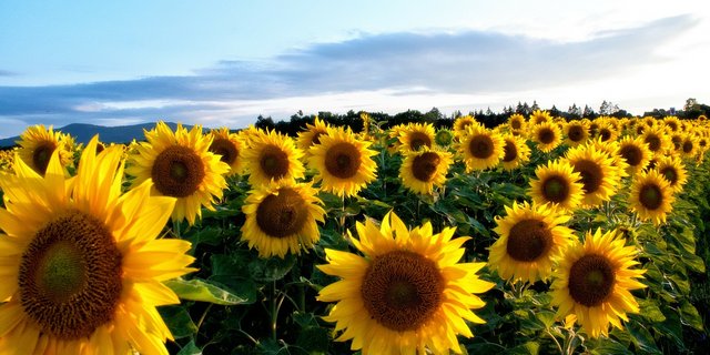 Bei Sonnenblumen (Bild) und Soja werden für die Ernte 2019 in der Schweiz noch Produzenten gesucht. Nachmeldungen sind aktuell noch möglich. (Bild Pixabay)
