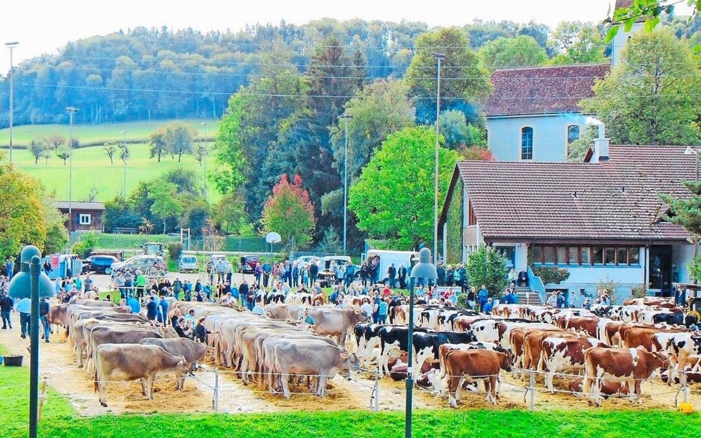 Am 12. April findet in Bretzwil die Eliteschau statt. Aufgeführt werden Kühe von verschiedenen Milchviehrassen.