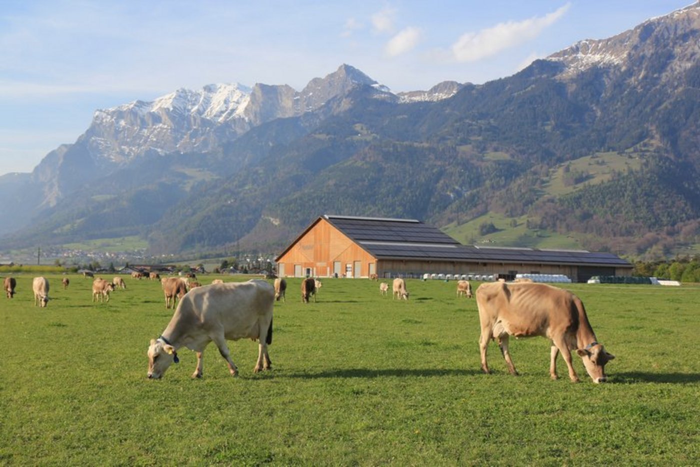 Geht es um den Klimawandel, steht die Nutztierhaltung besonders unter Beschuss. Hier will das Projekt Gegensteuer geben. (Bild Martin Roth)