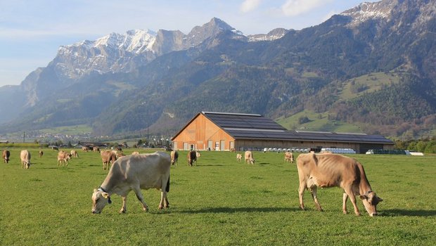 Geht es um den Klimawandel, steht die Nutztierhaltung besonders unter Beschuss. Hier will das Projekt Gegensteuer geben. (Bild Martin Roth)