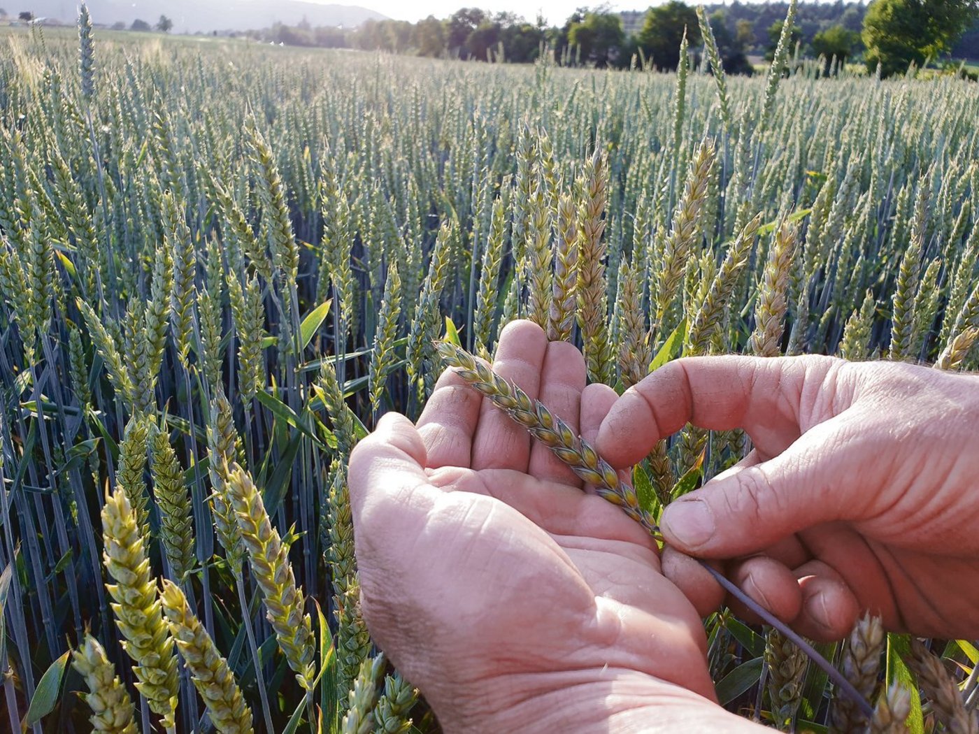 Intensiv geführter Weizen: Der trockene und warme Frühling prägte die Kulturen. Der Dünger zeigte oft mässige Wirkung, dafür blieb auch der Krankheitsdruck tief.(Bild Ruth Aerni)