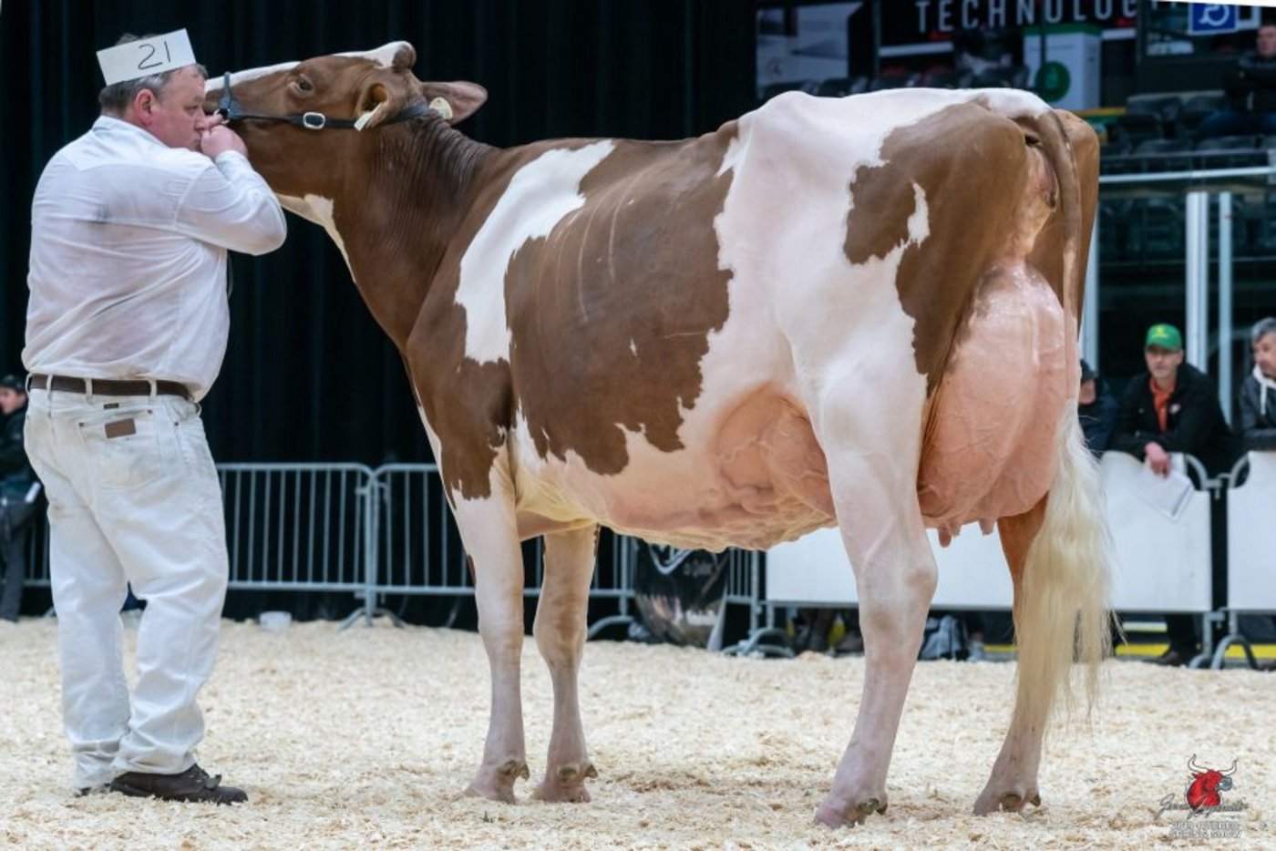 Pierstein Armani Rock N Roll, gewann bei den Red Holstein. 