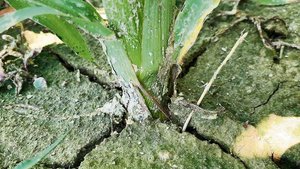 Mit seinen langen Wurzeln kann der Mais Wasser aus der Tiefe anzapfen. Unter anderem über die Fruchtfolge kann man dafür sorgen, dass es dort auch etwas zu holen gibt.