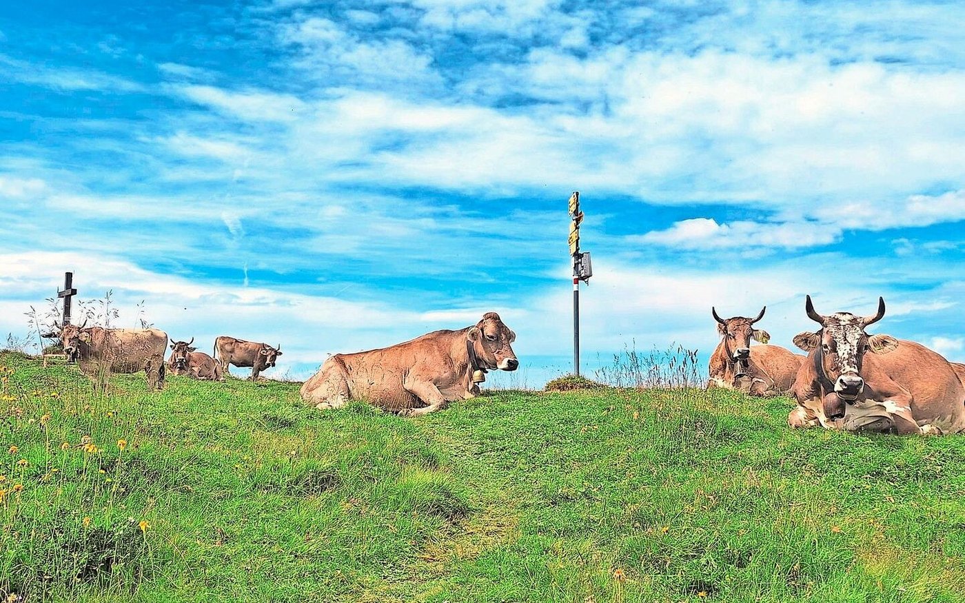 Der Weg aufs «Chrüz» ist für Mensch und Tier eine Herausforderung. Belohnt werden die Kühe mit zarten Alpenkräutern.