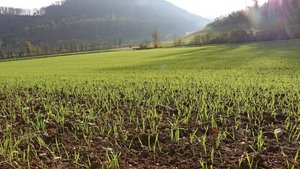 Zu den Faktoren, die für die korrigierten Normen einbezogen werden, gehören Niederschläge im Winter und im Frühling.