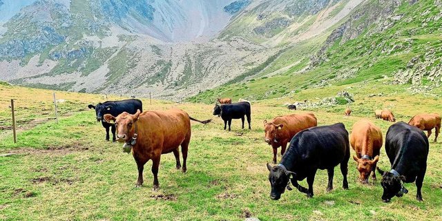 Besonders Mutterkuh-Zuchtbetriebe erwarteten den im März publizierten Gesamtzuchtwert Beef on Beef IBB bereits. 