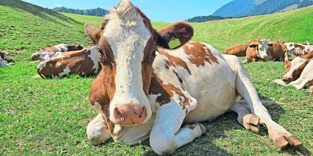 Die Schweiz hat einen regen Tierverkehr. So sind auch Sömmerungsrinder nach Frankreich verstellt. Mit dem Ausbruch von Lumpy Skin muss beim Tierverkehr besonders gründlich auf die Biosicherheit geachtet werden.