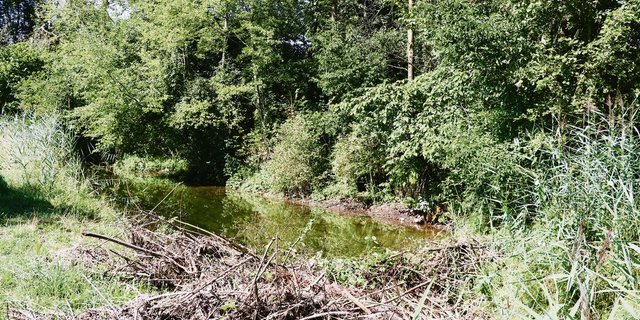 Die Biber fühlen sich im Mittelland wohl und bauen zum Ärger vieler Landwirte ihre Dämme. (Bild BauZ)