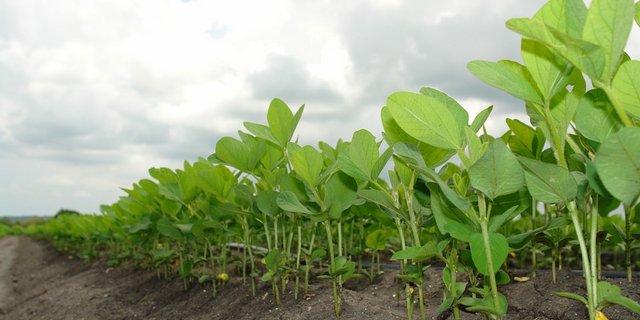 Es bleibt trotz der Erkenntnisse in der Forschung illusorisch den gesamten Eiweissbedarf der Schweizer Nutztiere mit Soja aus heimischem Anbau zu decken. (Bild Pixabay)