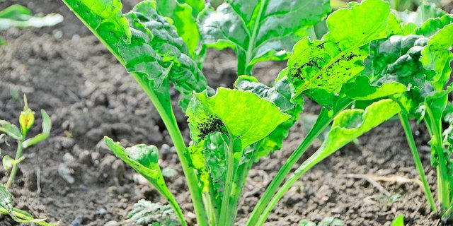 Die Grüne Pfirsichblattlaus bringt die viröse Vergilbung ins Zuckerrübenfeld. Dort können sie auch Schwarze Blattläuse weiterverbreiten.