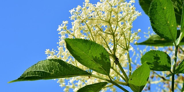 Nur der Blütenstaub der Holunderblüten wird für die Ricola-Täfeli verwendet. (Bild Pixabay)