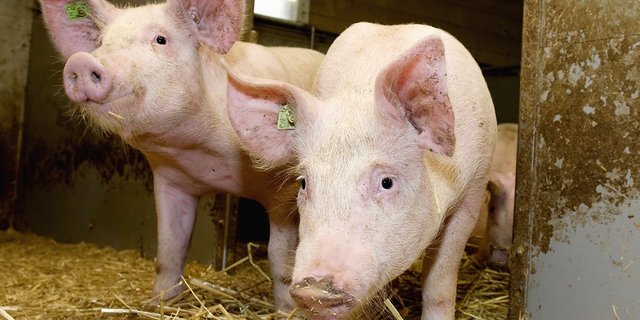 Wieviele Naturafarm-Schweine will Coop noch? Der Entscheid ist noch nicht definitv. (Bild Coop)