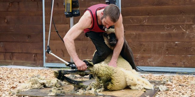 Toni Felder hat das Schafscheren in Neuseeland gelernt. Er arbeitet schnell, präzise und tiergerecht.