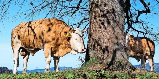 Für den Natursprung dürfen sowohl Demeter- als auch Biobetriebe einen konventionellen Stier zukaufen. 