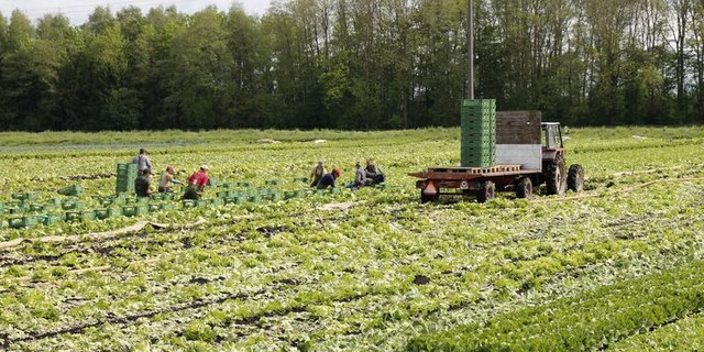 Im Kanton Bern sind die ausländischen Erntehelfer zwar von der Quarantäne-, nicht aber von der Testpflicht befreit. (Bild lid)