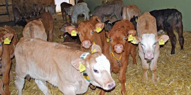 In der Kälbermast kommen oft Antibiotika zum Einsatz. Duncan Sutherland entwickelt auf der Basis von einem Bakterium ein Probiotika. Es soll helfen, dass der Antibiotikaeinsatz in der Tierhaltung weiter reduziert werden kann. (Bild Josef Kottmann)