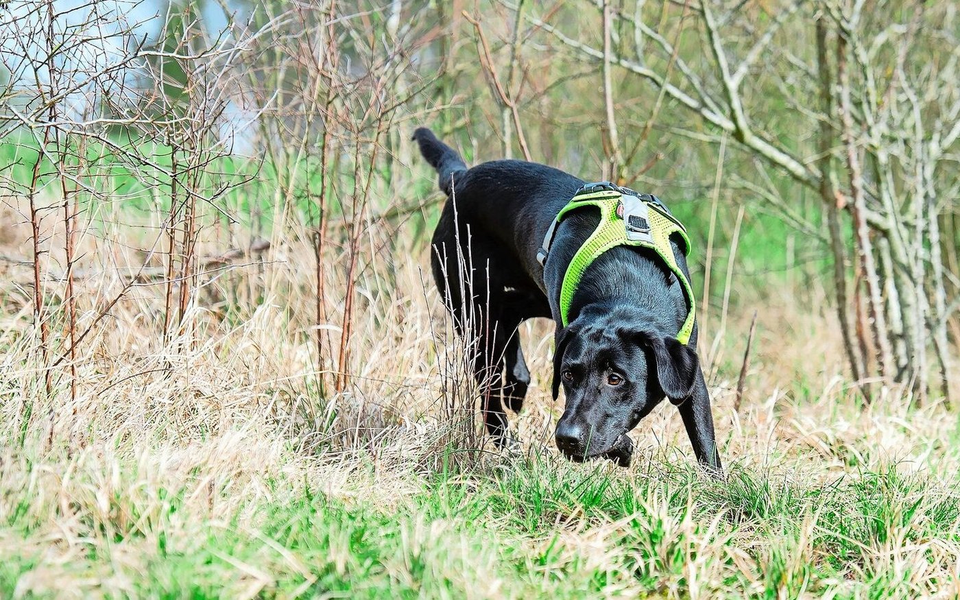 Labrador-Hündin Abby wurde bereits auf einen Zielgeruch ausgebildet. Entlang einer lichten Hecke hat Denise Karp an einigen Stellen – von blossem Auge kaum zu erkennen – Hermelinkote ausgelegt. Die Hündin suchte und fand sie anschliessend.