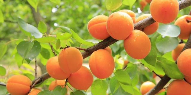 Ein wichtiges Argument für den Bau der geschützten Aprikosenanlage war der Verzicht auf synthetische Pflanzenschutzmittel. (Bild Pixabay)