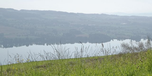 Thema Phosphor im Baldeggersee (Bild), Hallwilersee und Sempachersee: Mit einer offiziellen IG wollen sich die betroffene Bauern mehr Gehör verschaffen. (Bild BauZ)