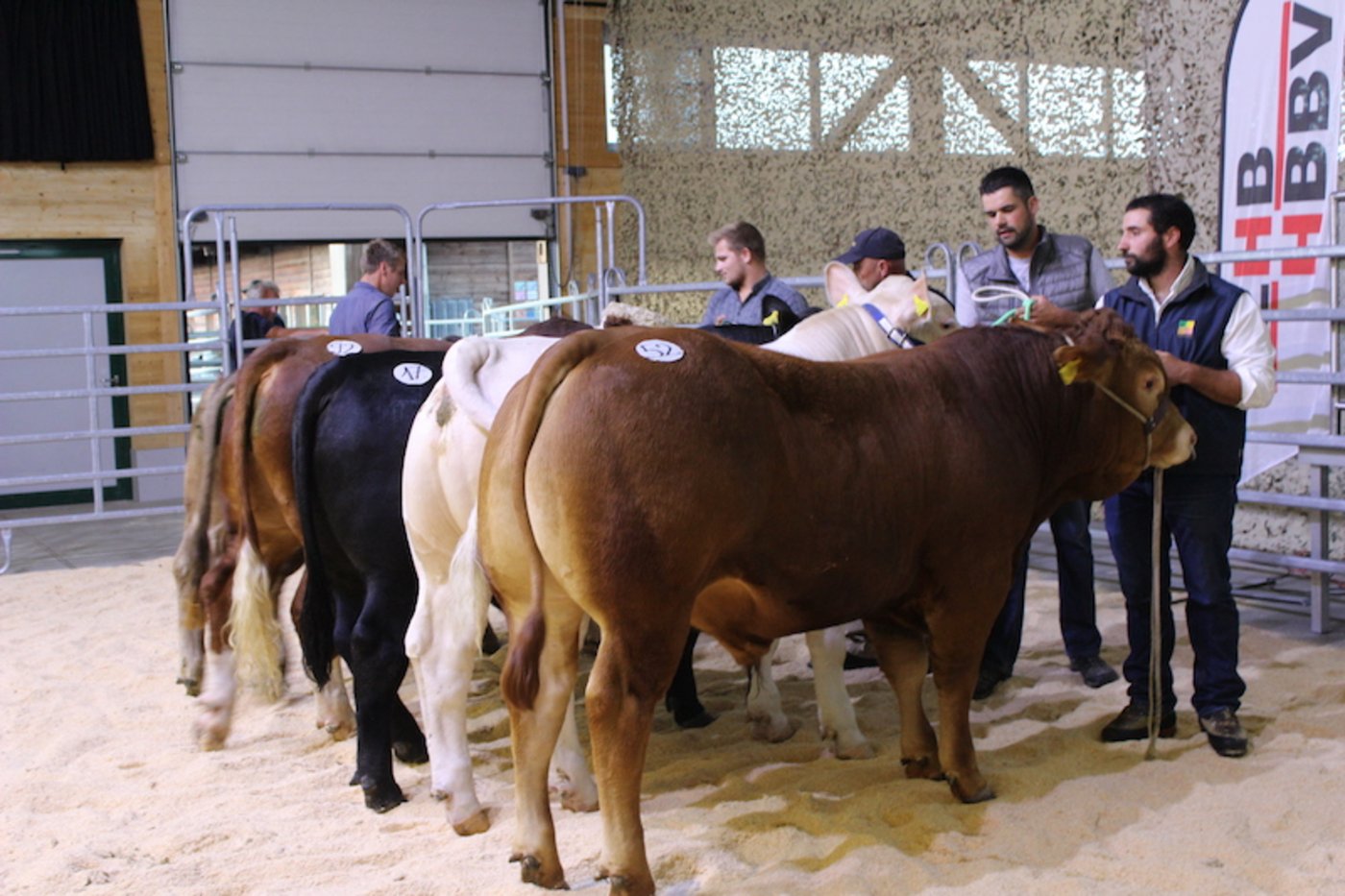 Der Frühlings-Stierenmarkt von Mutterkuh Schweiz (hier ein Archivbild) kann wegen Corona nicht stattfinden. Es gibt aber einen Onlinekatalog, damit interessierte Käufer sehen, welche Stiere direkt beim Züchter zu kaufen wären. (Bild Mutterkuh Schweiz)