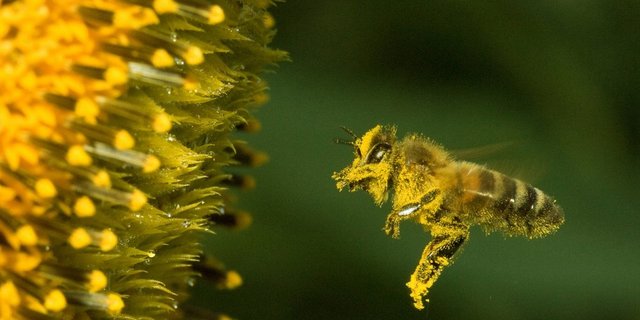 Am 20. Mai ist der Weltbienentag. (Bild SBV)