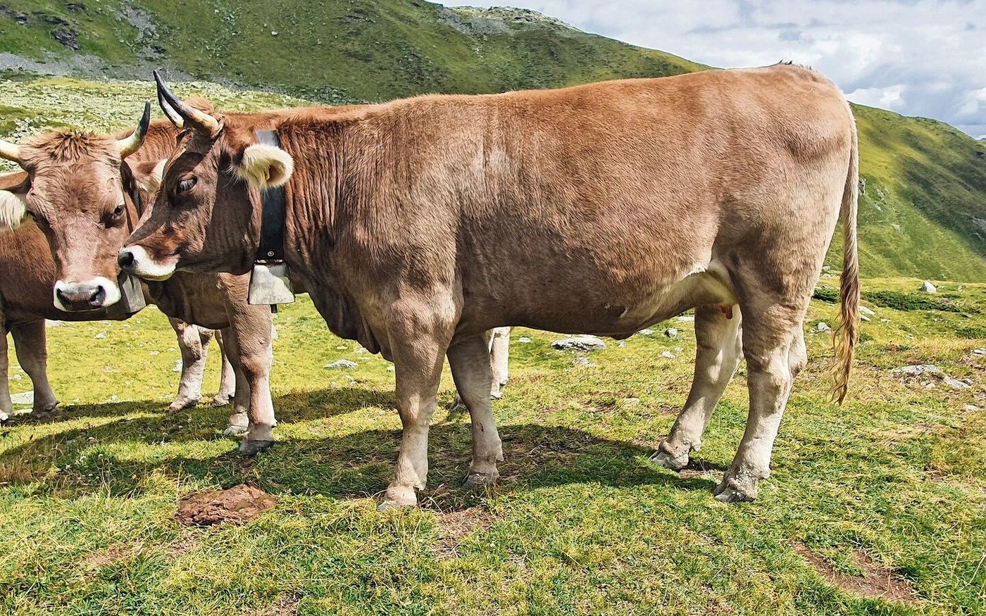 Die Monatspauschale für extensiv aufgezogene Rinder mit einem späten Erstkalbealter ist rund 40 Franken tiefer angesetzt alsin der intensiven Aufzucht.
