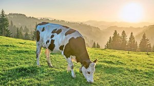 Für das Rindvieh sol Für das Rindvieh soll es nach einer Verzögerung diesen Spätherbst endlich einen schweizweiten Vergleichswert geben.