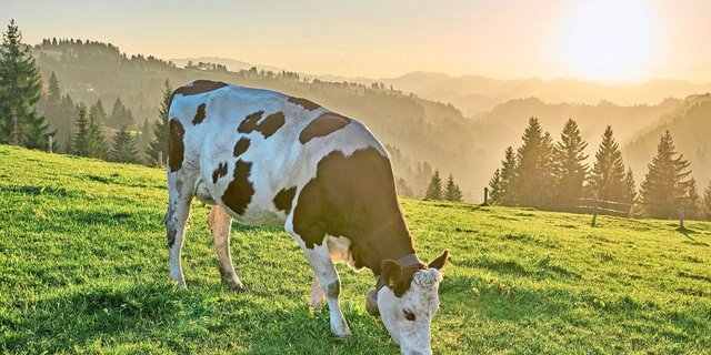 Für das Rindvieh soll es nach einer Verzögerung diesen Spätherbst endlich einen schweizweiten Vergleichswert geben.