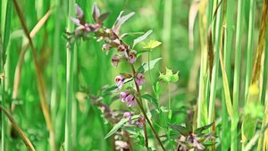Viele Ackerbegleitpf Viele Ackerbegleitpflanzen wie der Frühe Zahntrost (vorne, violett blühend) und der Acker-Hahnenfuss (rechts, gelbe Blüte und stachelige Frucht) brauchen viel Licht am Boden. Man findet sie oft in der Nähe von Ameisenhaufen, da Ameisen ihre Samen verbreiten.