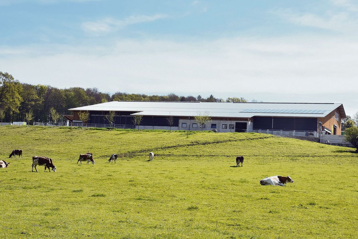 100 Meter lang und 45 Meter breit: Der neue Stall bietet Platz für 100 Kühe.
