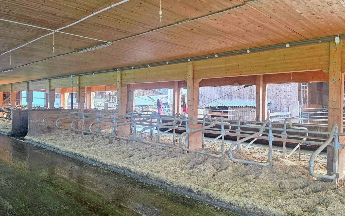 Der neue Kuhstall entstand 2023. Gemolken wird im Melkstand, der im alten Stall platziert wurde. Ueli Gfeller sucht nach kostengünstigen Lösungen mit optimalem Komfort für Mensch und Tier.  