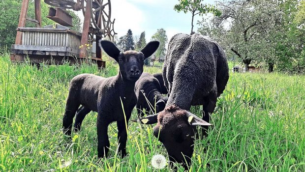 Die Schafe sind trotz der häufigen Niederschläge auf der Weide. Ein besonderes Augenmerk auf die Klauen zu legen, ist notwendig.