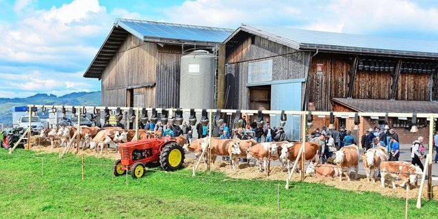 Ein eindrückliches Bild auf dem Betrieb von Ueli und Brigitte Schärz. 23 Tiere umfassen die vier Familien – alles reine Simmentaler. 
