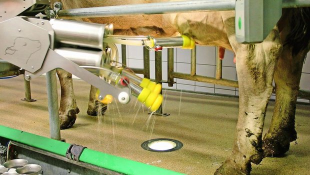 Bald schon Standard: Rund 1800 Betriebe haben bereits einen Melkroboter und profitieren von der Automatisierung.