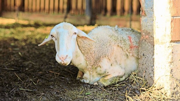 Ein vom BT-Virus befallenes Schaf mit Krankheitssymptomen: hängende Ohren, Lahmheit, Fieber, starke angeschwollene Kopfpartien (Augenlider, Vorderteil der Schnauze) und struppiges Fell.  