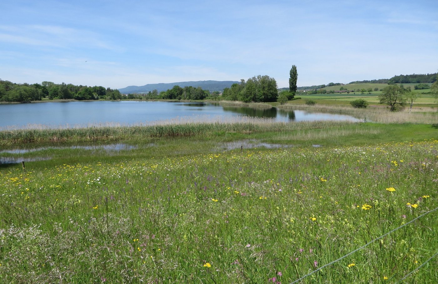 Das Bild zeigt eine Moorlandschaft am Chatzensee vor den Toren der Stadt Zürich. (Bild Andreas Baumann)ercn
