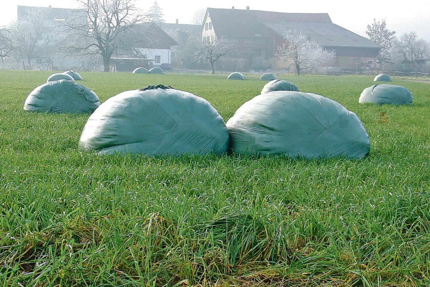 Überschüssiges Herbstgras in einem wüchsigen Jahr. Zu nasse Grassilage ist gärträge und anfällig auf Fehlgärungen. Sie muss zügig verfüttert werden. (Bild Herbert Schmid)