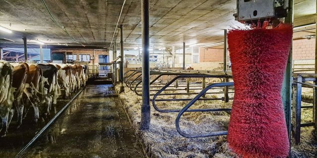 Auch in einem älteren Stall lässt sich eine Kratzbürste gut platzieren.