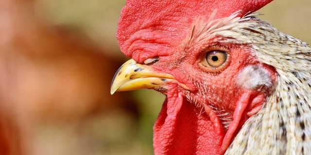 Die Vogelgrippe verläuft bei Geflügel oft tödlich. (Bild Pixabay)