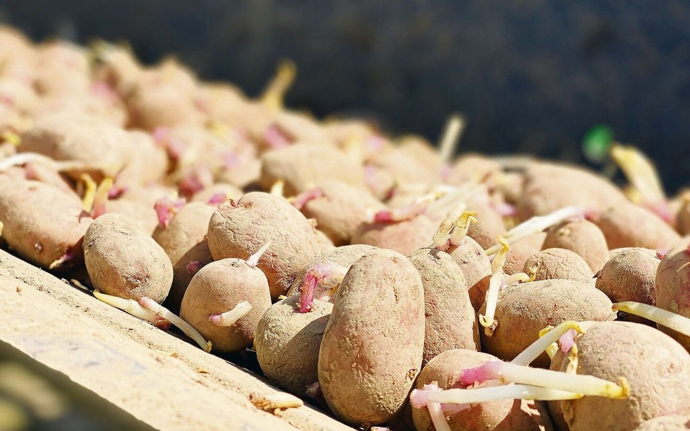 Viele Pflanzkartoffelpartien zeigen dieses Jahr kleinere Knollen, die besonders schlecht geeignet sind zum Halbieren.