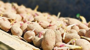 Viele Pflanzkartoffe Viele Pflanzkartoffelpartien zeigen dieses Jahr kleinere Knollen, die besonders schlecht geeignet sind zum Halbieren.